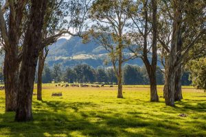 Kangaroo Valley